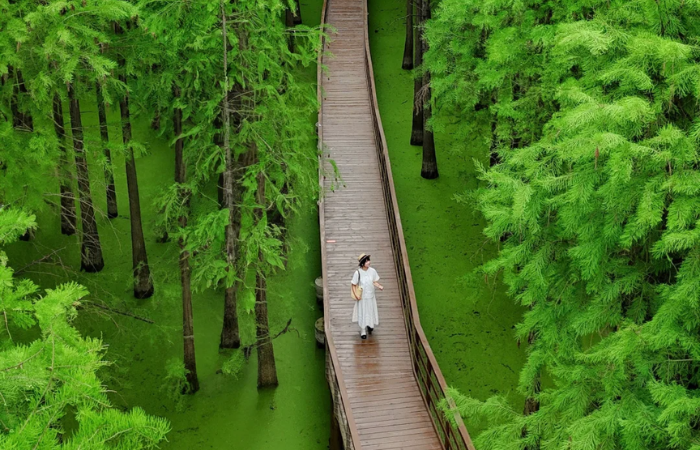 DU LỊCH THƯỢNG HẢI - HÀNG CHÂU - BỘC VIỆN CỔ TRẤN - HOÀNG SƠN 5N4Đ