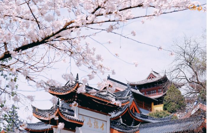 Hoa anh đào Trung Quốc tượng trưng cho điều gì?