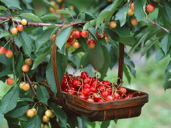 Đi tour Thổ Nhĩ Kỳ hái cherry có đáng trải nghiệm?