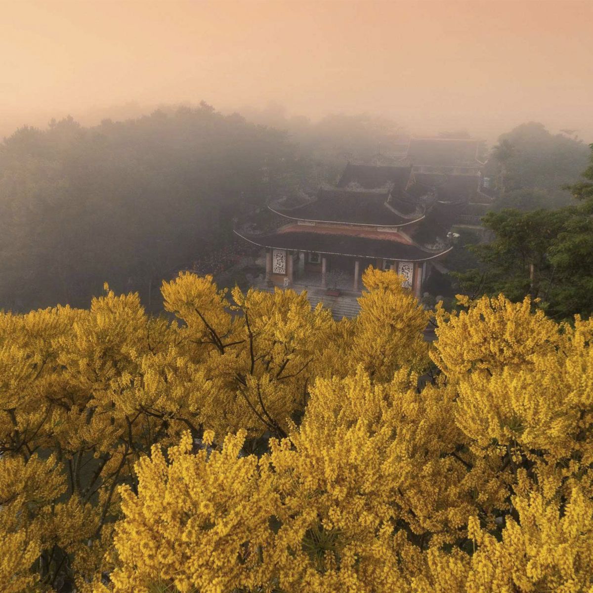 Hoa phật y điểm tô sắc vàng rực rỡ cho mùa xuân Bảo Lộc