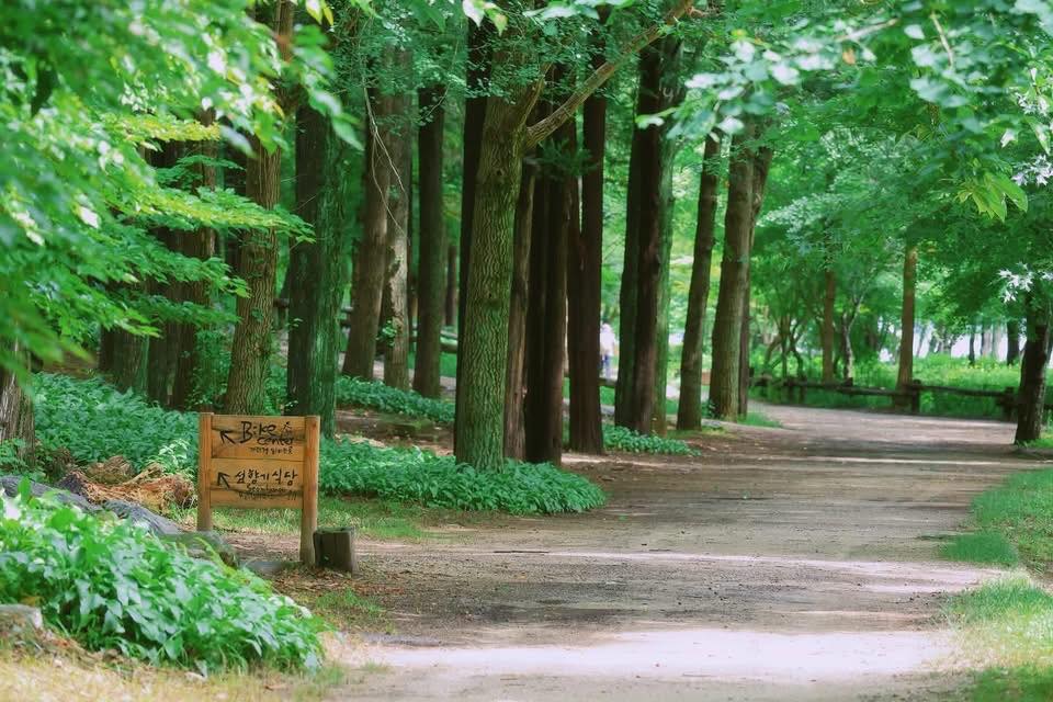 SEOUL - NAMI - EVERLAND - CÔNG VIÊN YOIDO>