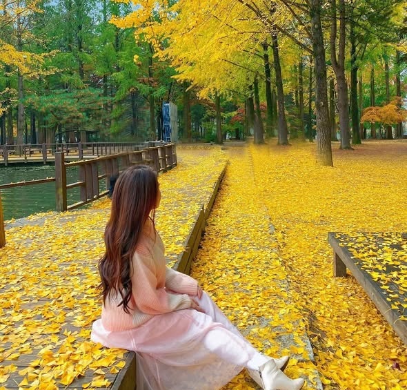 Đảo Nami mùa thu – Khi lá vàng viết nên bản tình ca