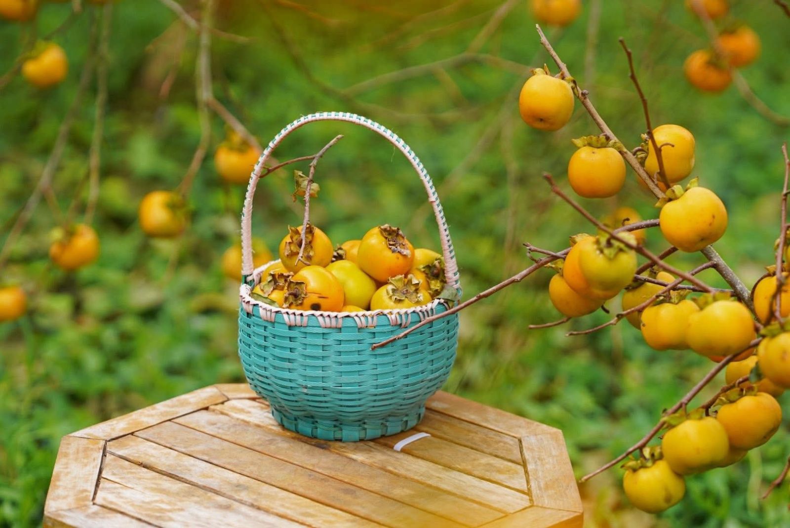 48 giờ du lịch Mộc Châu