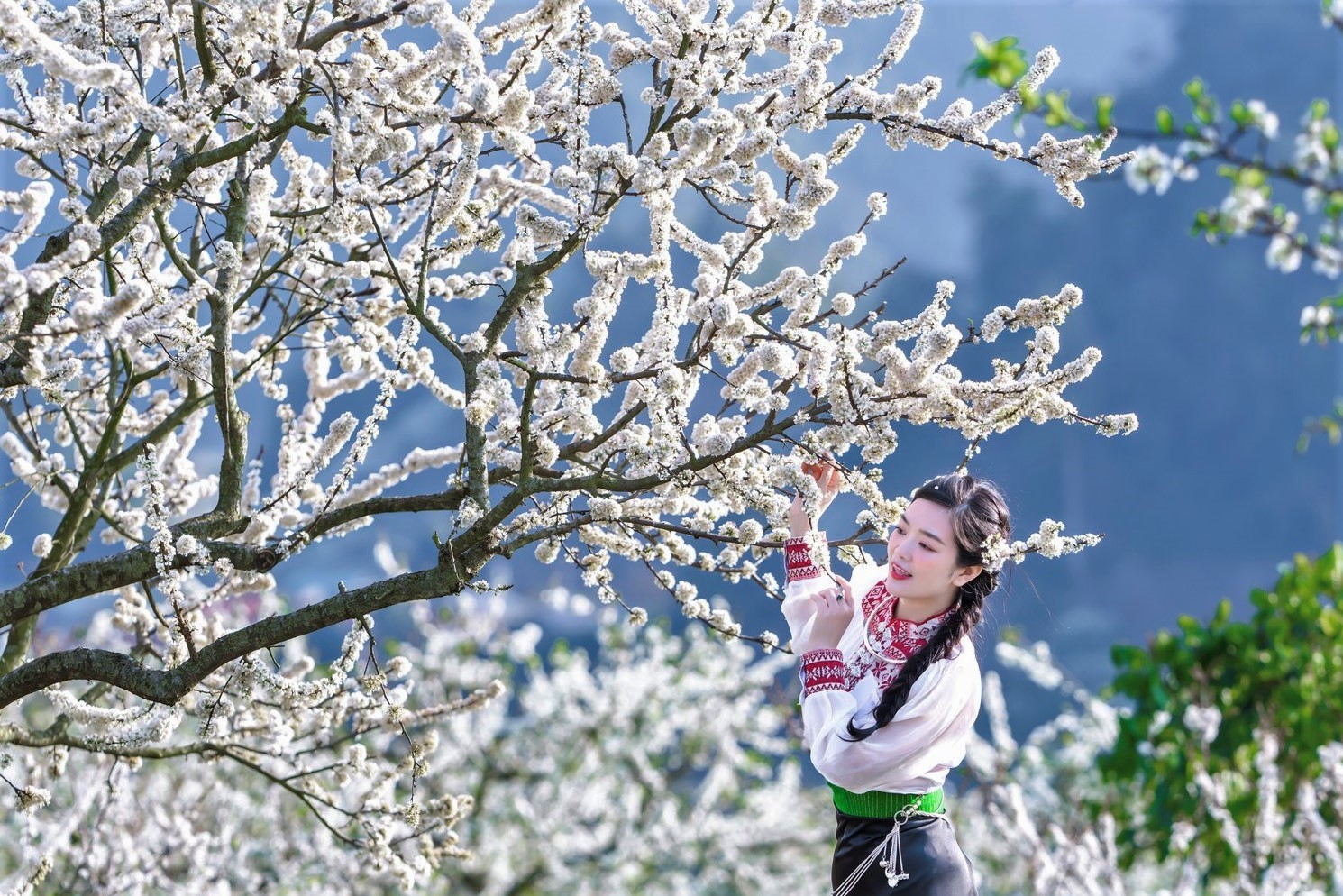 HƯNG YÊN – MỘC CHÂU – MÙA MẬN CHÍN – HƯNG YÊN>