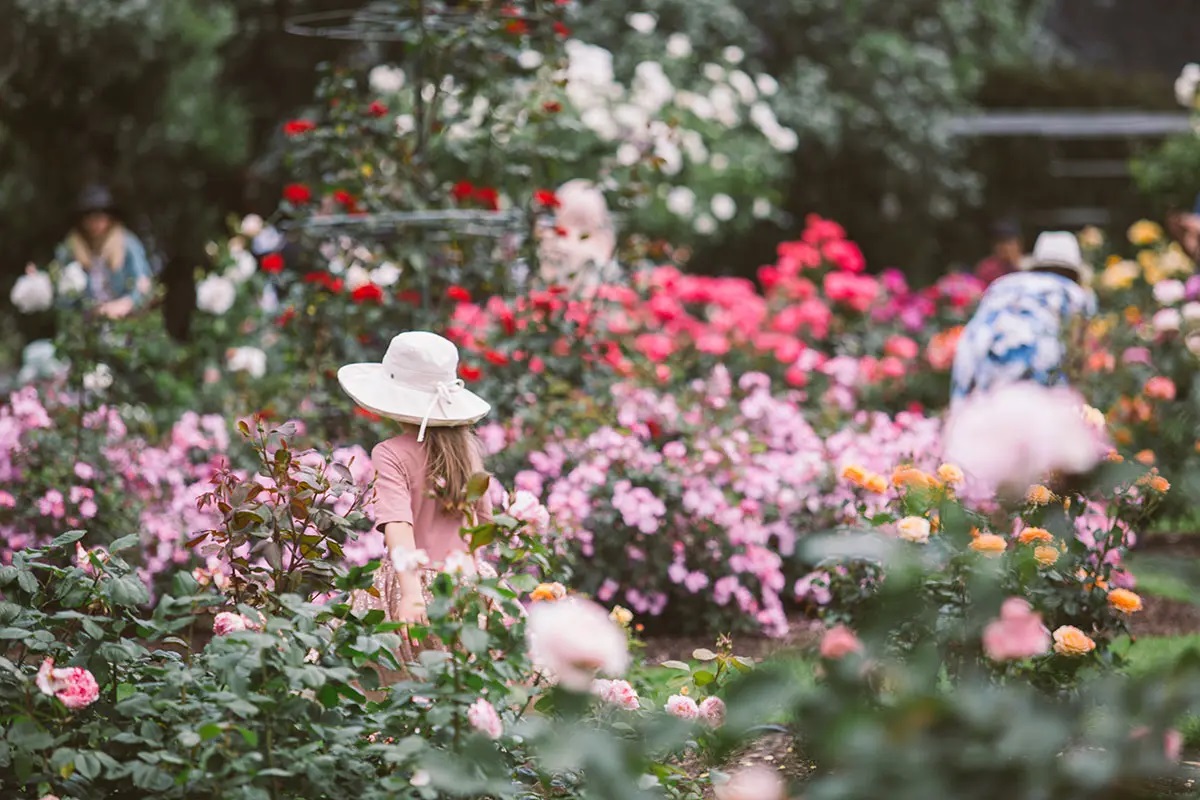 DU LỊCH NEW ZEALAND – VÙNG ĐẤT CỦA DẢI MÂY TRẮNG (ĐẢO BẮC)>