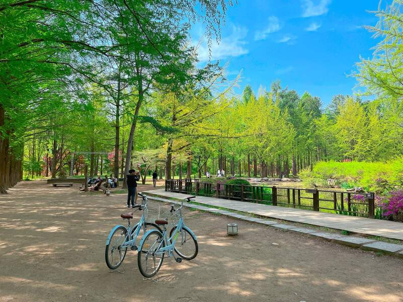 Thiên đường xanh trên đảo Nami Hàn Quốc