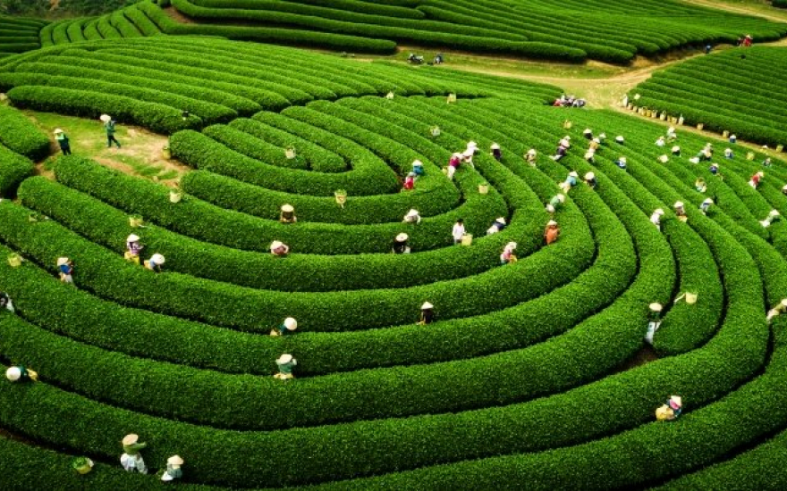 HƯNG YÊN – MỘC CHÂU – MÙA MẬN CHÍN – HƯNG YÊN