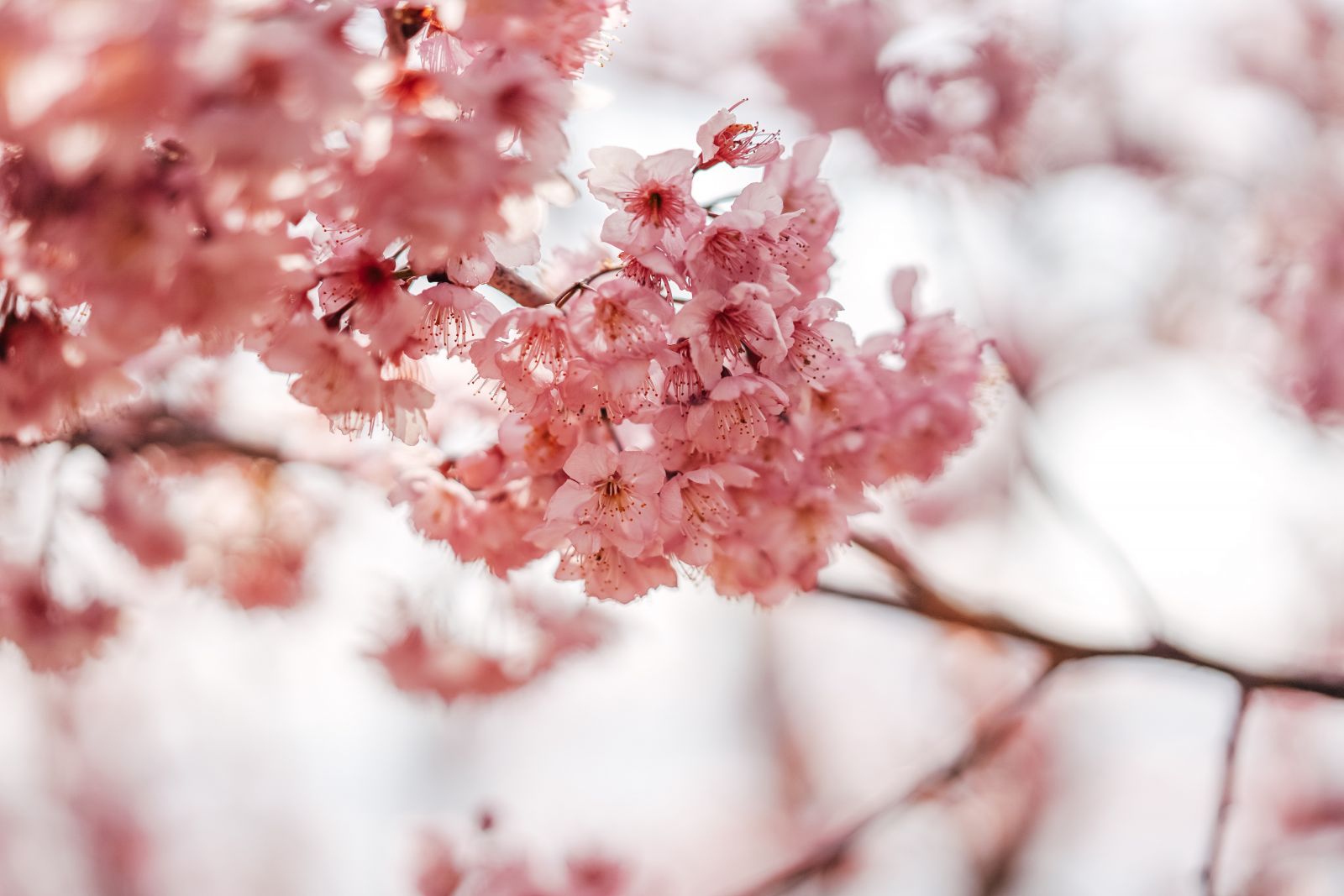 Kinh nghiệm du lịch Đài Loan mùa hoa anh đào năm 2026