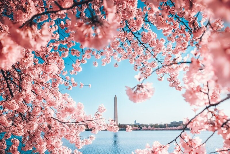 DU LỊCH MÙA HOA ANH ĐÀO: ĐÔNG TÂY HOA KỲ 2026