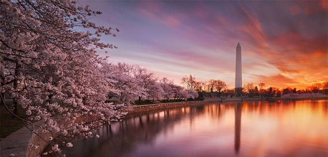 Không chỉ Hàn Quốc, Nhật Bản, hoa anh đào cũng đang bừng nở ở Mỹ