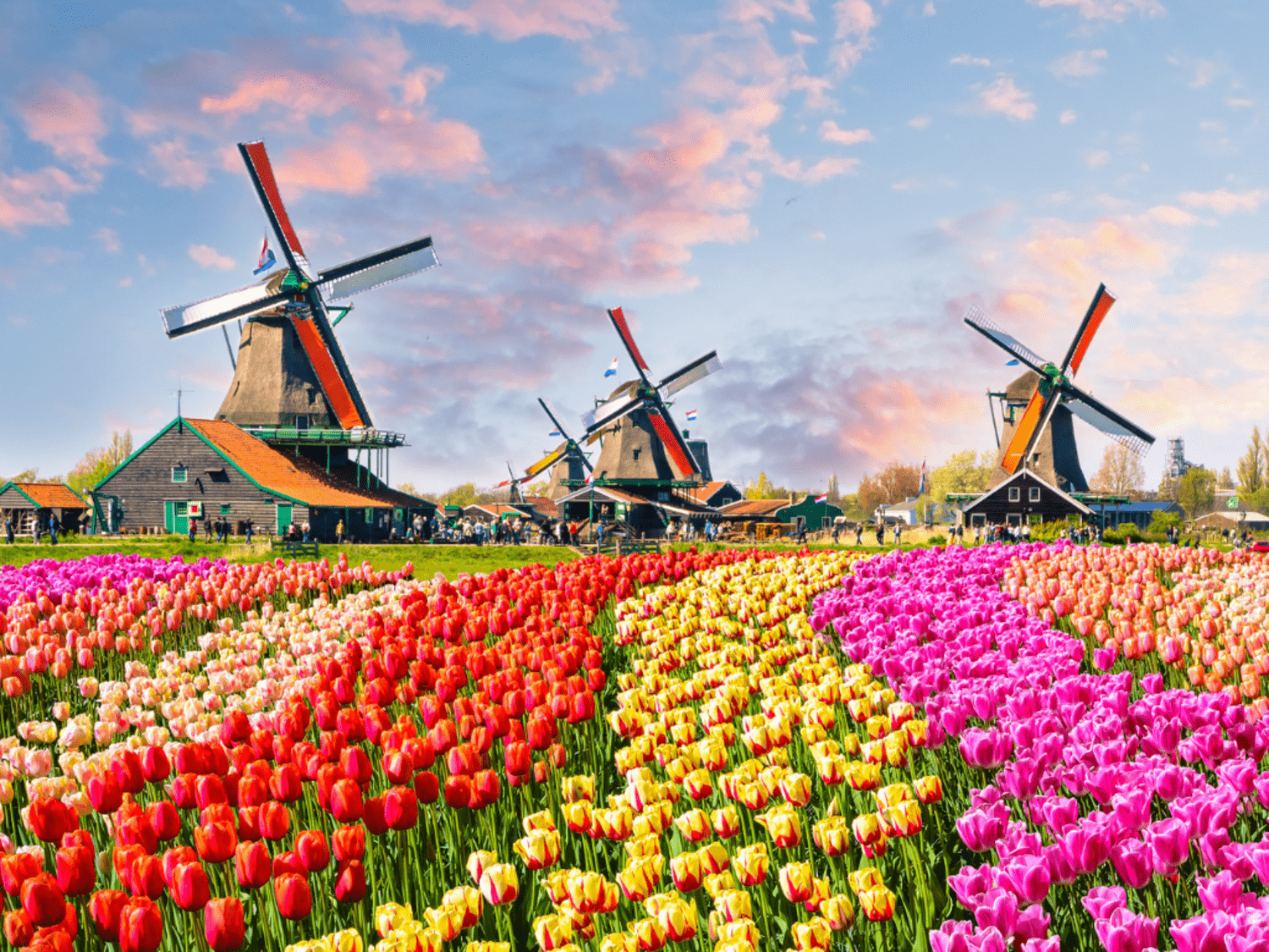 Lễ hội hoa Keukenhof 2026 có gì mới hấp dẫn với du khách?