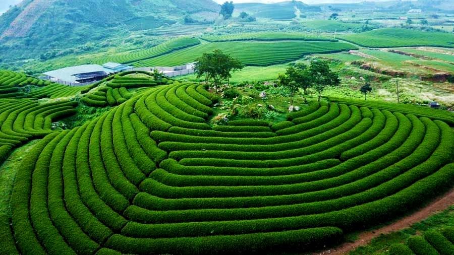 HƯNG YÊN – MỘC CHÂU – MÙA MẬN CHÍN – HƯNG YÊN>