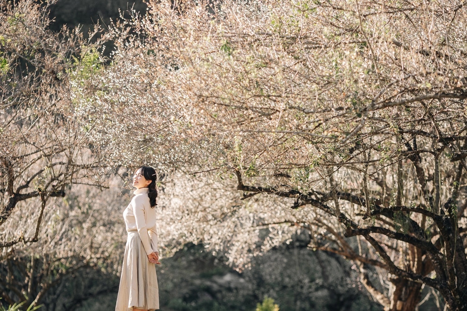 HƯNG YÊN – MỘC CHÂU – HƯNG YÊN>